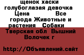 щенок хаски  голубоглазая девочка › Цена ­ 12 000 - Все города Животные и растения » Собаки   . Тверская обл.,Вышний Волочек г.